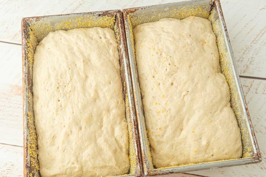 fully risen English muffin bread batter